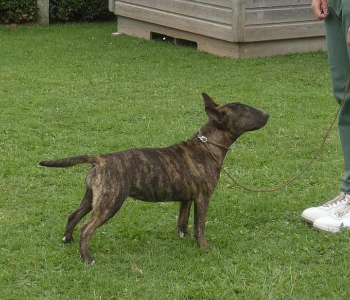 Les Bull Terrier Miniature de l'affixe du Royal Belvédère