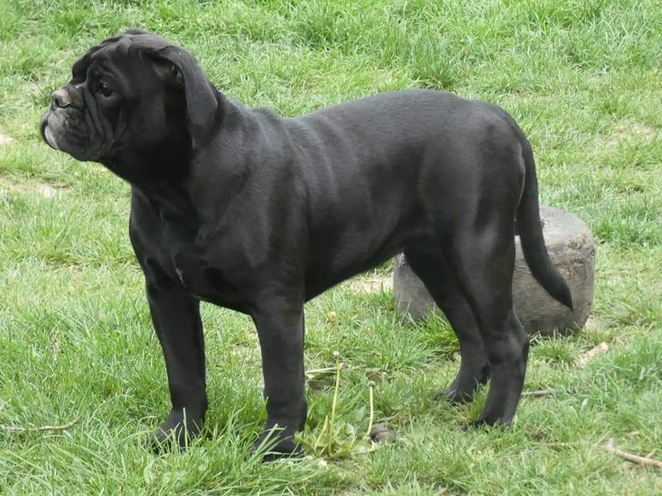 Les Bulldog continental de l'affixe du Royal Belvédère