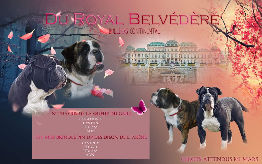 du Royal Belvédère - Gestation confirmee ,chiots attendus mi mars....