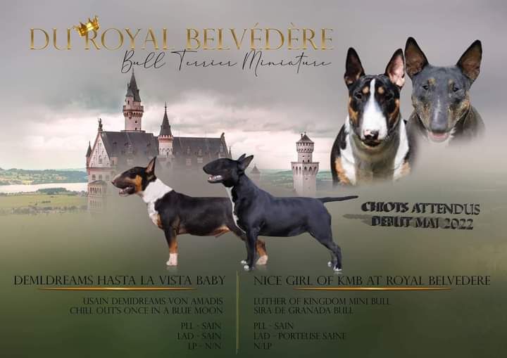 du Royal Belvédère - Gestation confirmee ,chiots attendus debut mai...