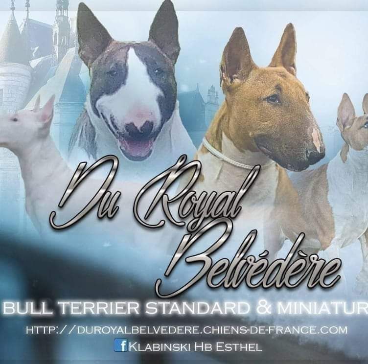 du Royal Belvédère - Adoption 