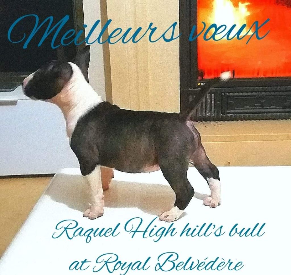 High Hill's Bull Raquel