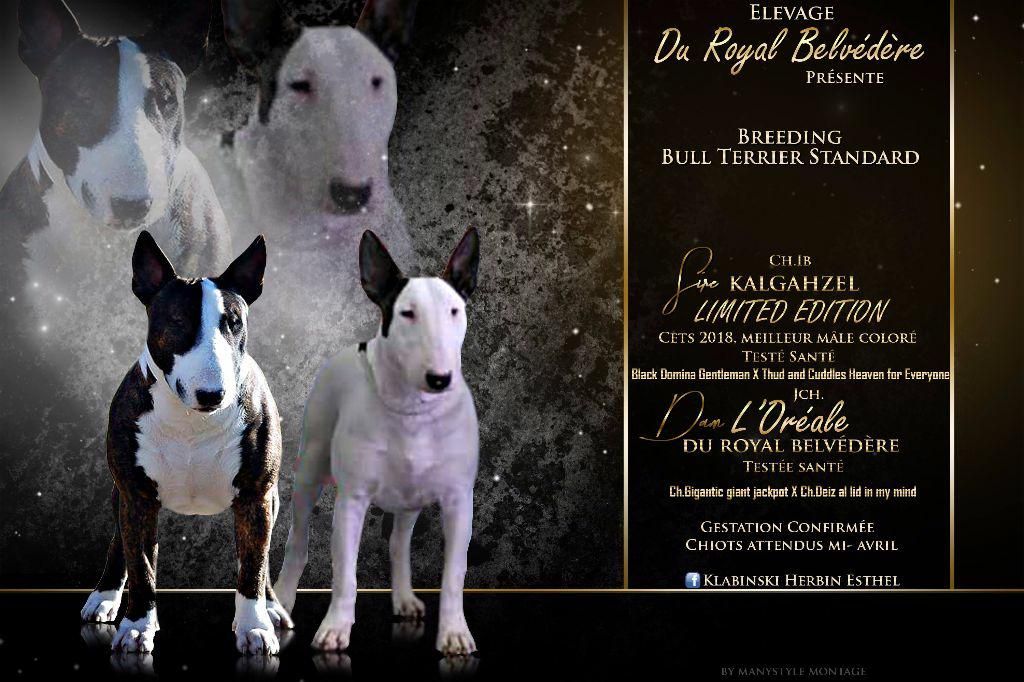 du Royal Belvédère - Bull Terrier - Portée née le 26/04/2018