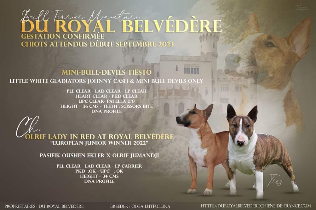 chiot Bull Terrier Miniature du Royal Belvédère
