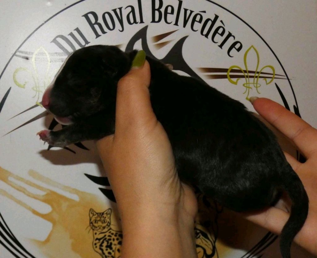 du Royal Belvédère - Chiot disponible  - Bull Terrier