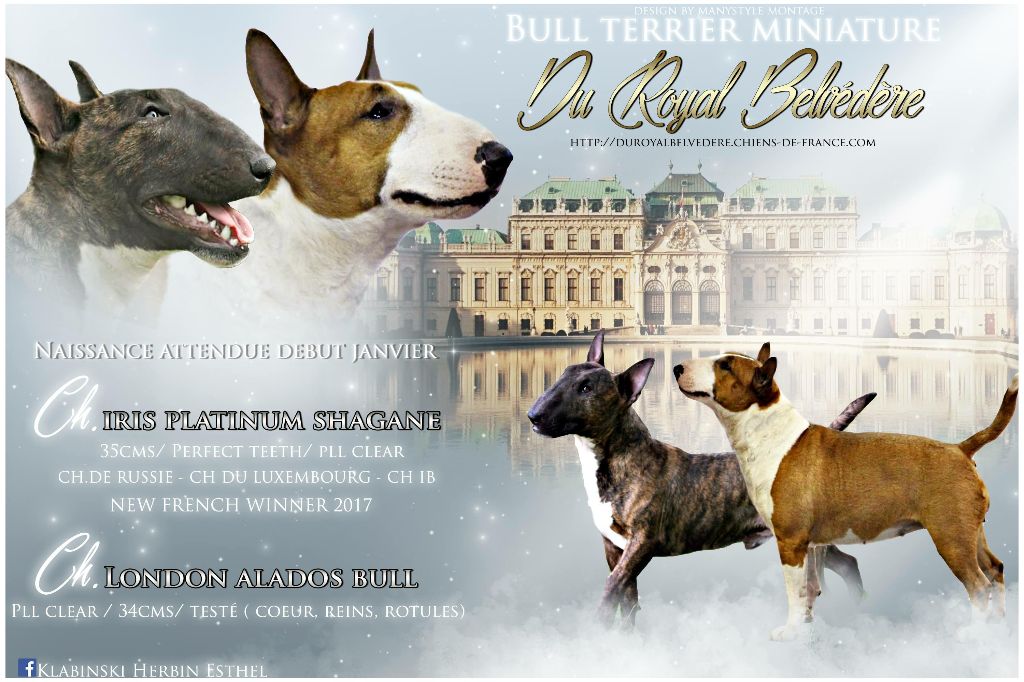 du Royal Belvédère - Bull Terrier Miniature - Portée née le 07/01/2018