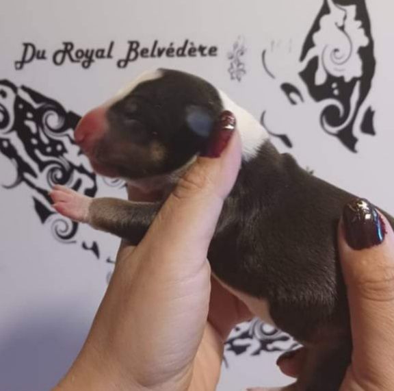 du Royal Belvédère - Bull Terrier Miniature - Portée née le 28/08/2021