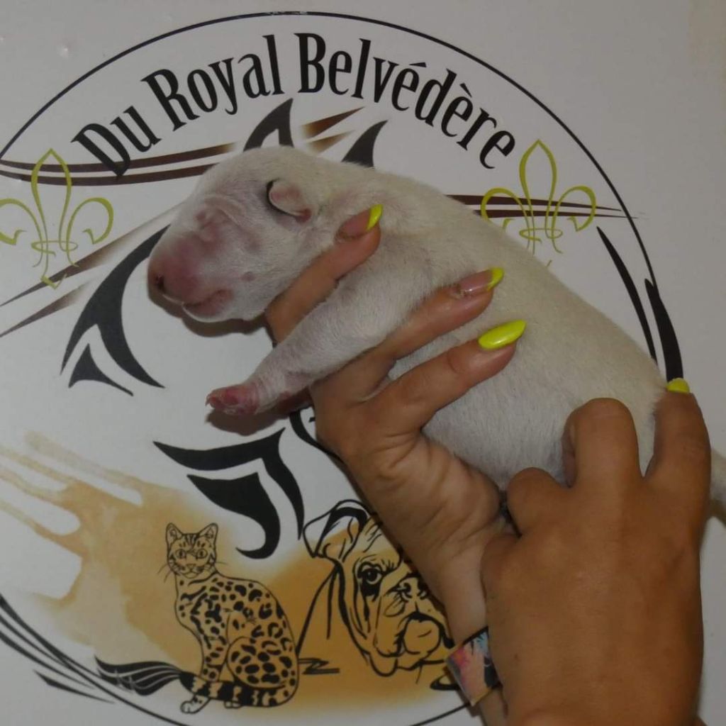 du Royal Belvédère - Chiot disponible  - Bull Terrier