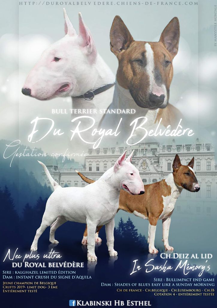 du Royal Belvédère - Bull Terrier - Portée née le 23/05/2019