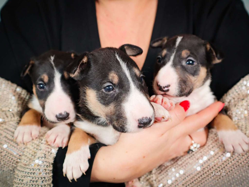 chiot Bull Terrier du Royal Belvédère