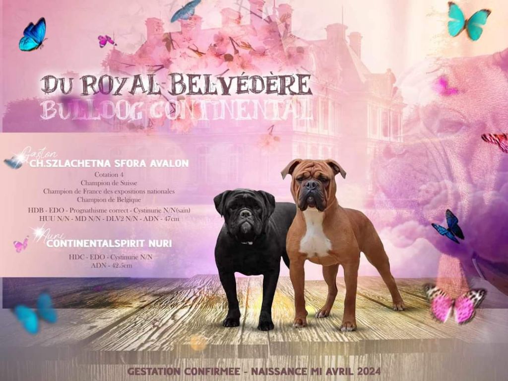 chiot Bulldog continental du Royal Belvédère