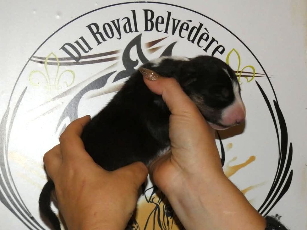 du Royal Belvédère - Chiot disponible  - Bull Terrier