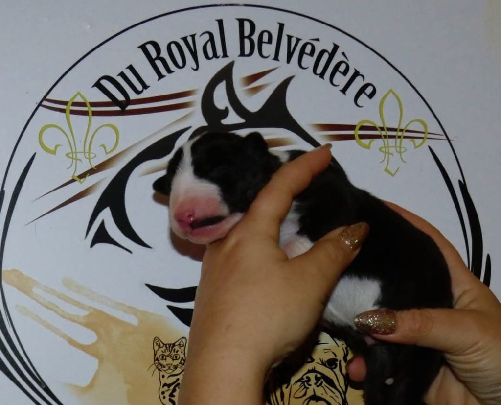 du Royal Belvédère - Chiot disponible  - Bull Terrier