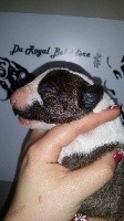du Royal Belvédère - Bull Terrier - Portée née le 23/03/2017