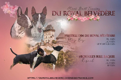 du Royal Belvédère - Bull Terrier Miniature - Portée née le 04/09/2023