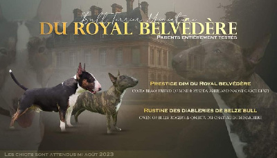 du Royal Belvédère - Bull Terrier Miniature - Portée née le 21/08/2023