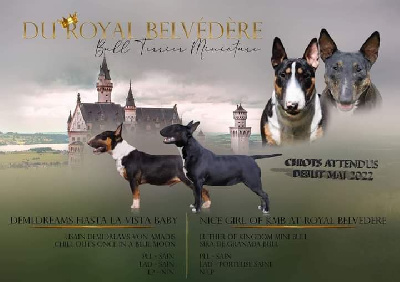du Royal Belvédère - Bull Terrier Miniature - Portée née le 03/05/2022