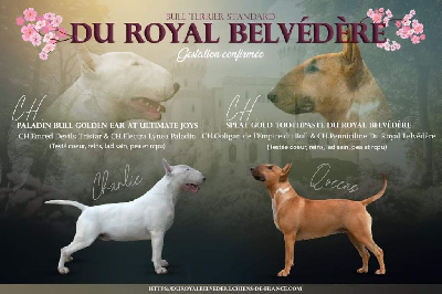 du Royal Belvédère - Bull Terrier - Portée née le 17/09/2024