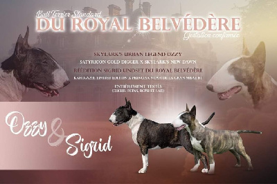 du Royal Belvédère - Bull Terrier - Portée née le 08/09/2024