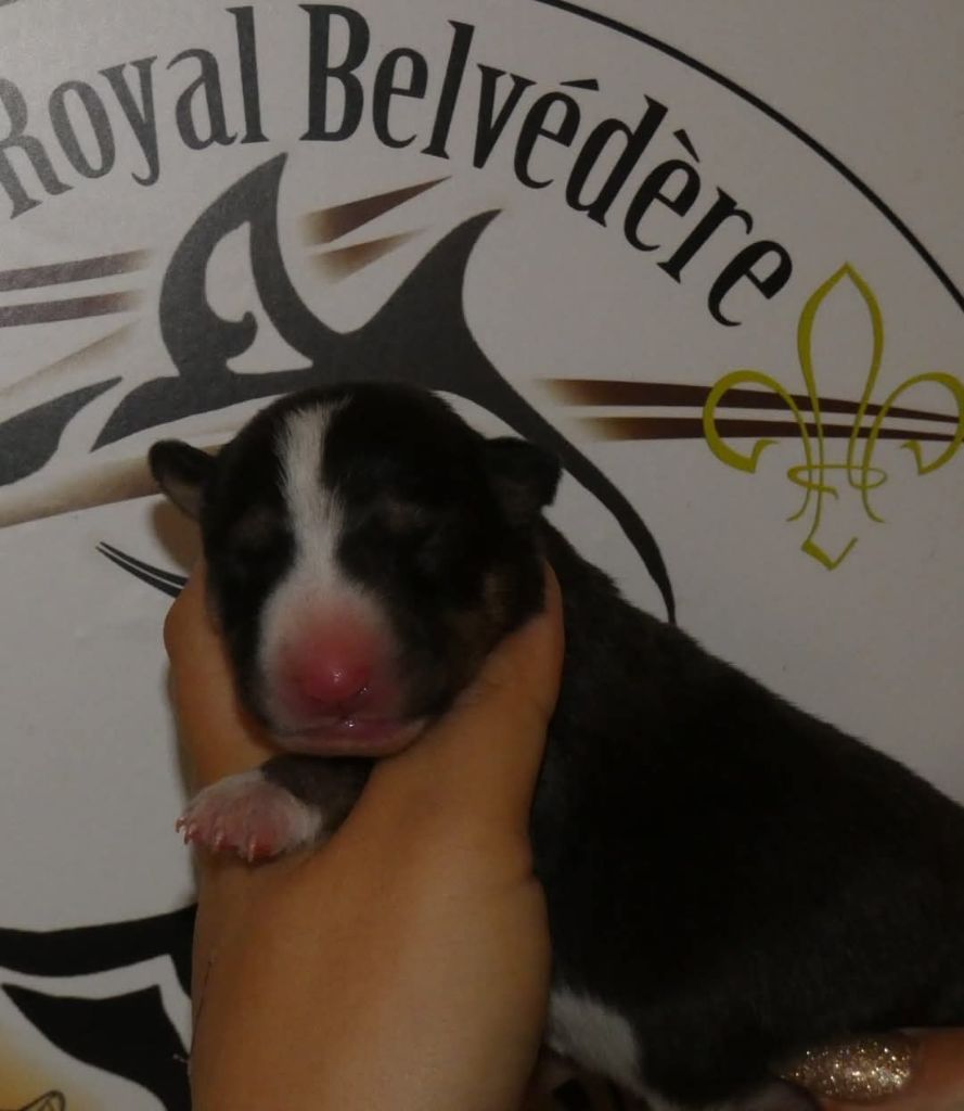 du Royal Belvédère - Chiot disponible  - Bull Terrier