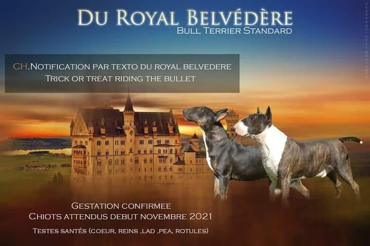 du Royal Belvédère - Bull Terrier - Portée née le 03/11/2021