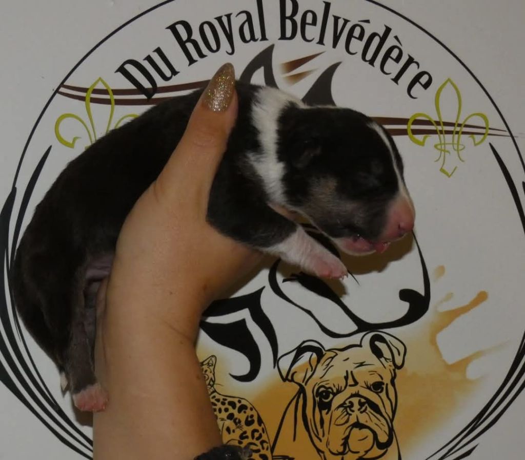 du Royal Belvédère - Chiot disponible  - Bull Terrier