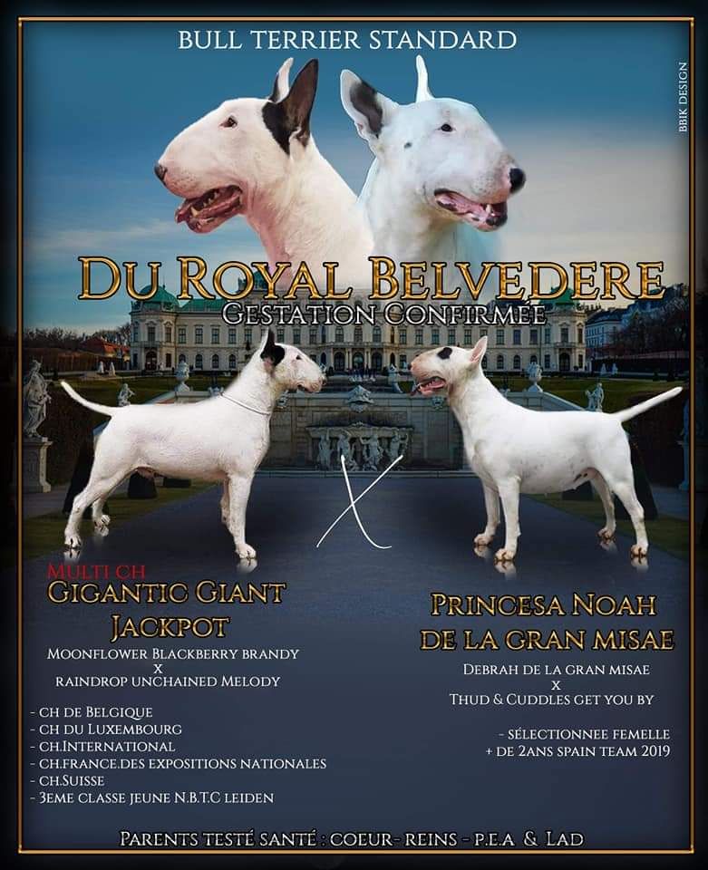 du Royal Belvédère - Bull Terrier - Portée née le 30/01/2021