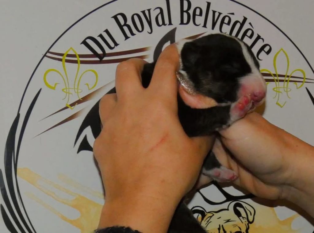 du Royal Belvédère - Chiot disponible  - Bull Terrier