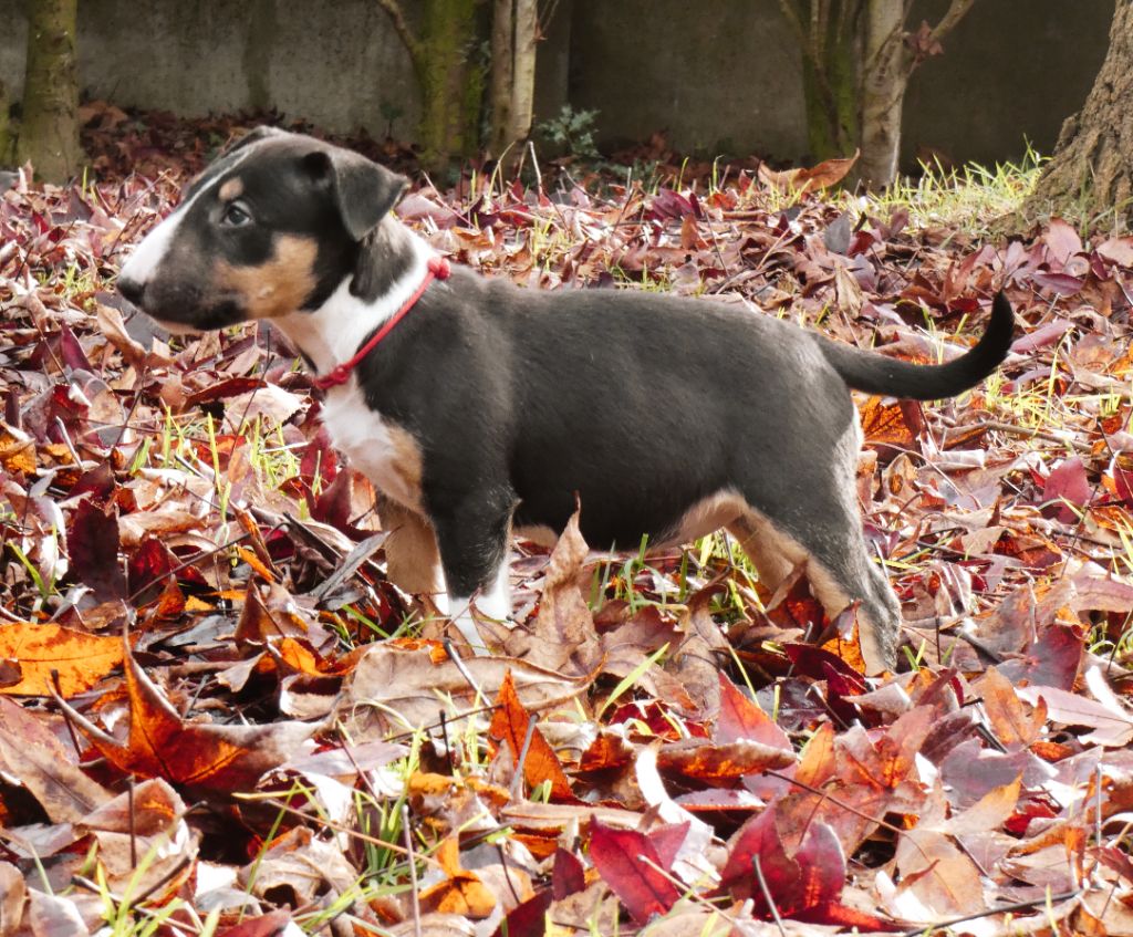 du Royal Belvédère - Chiot disponible  - Bull Terrier