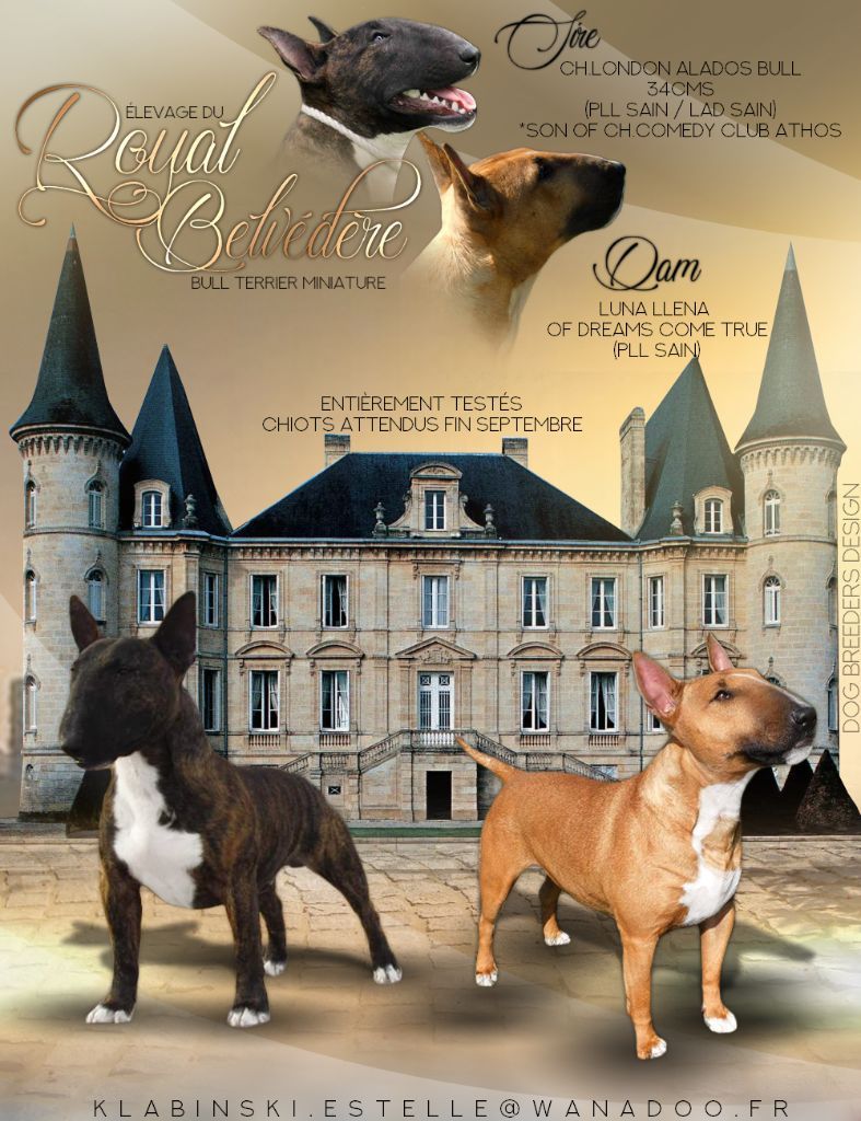 du Royal Belvédère - Bull Terrier Miniature - Portée née le 02/10/2018