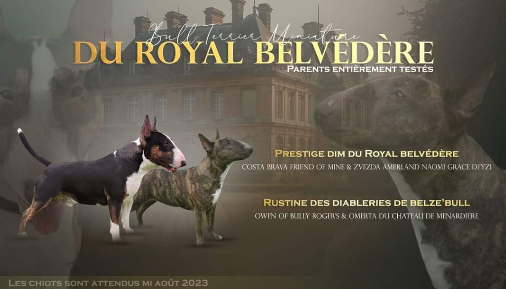 chiot Bull Terrier Miniature du Royal Belvédère