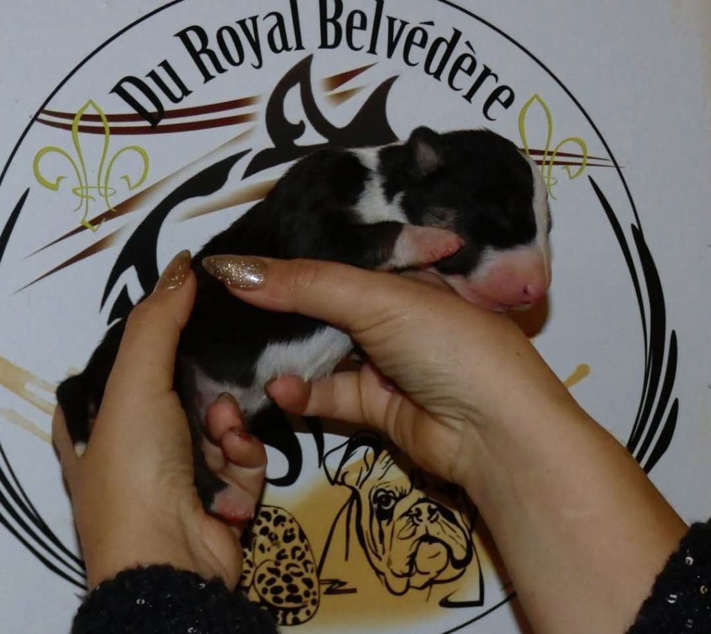 du Royal Belvédère - Chiot disponible  - Bull Terrier