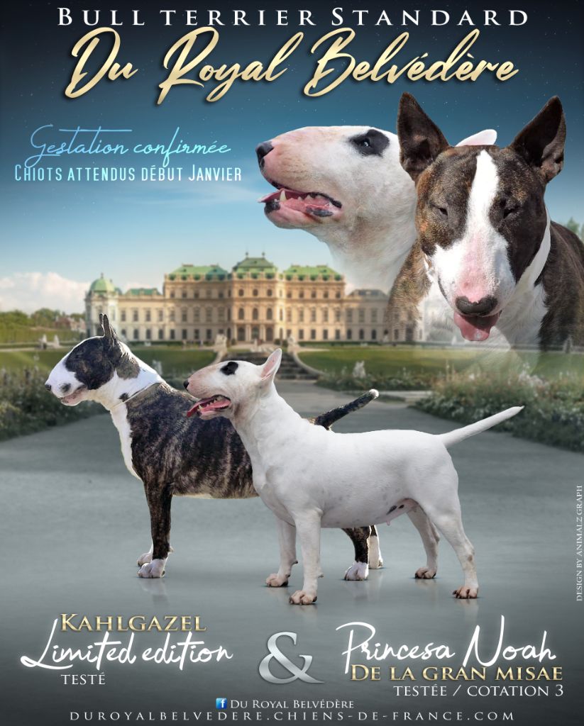 du Royal Belvédère - Bull Terrier - Portée née le 07/01/2020