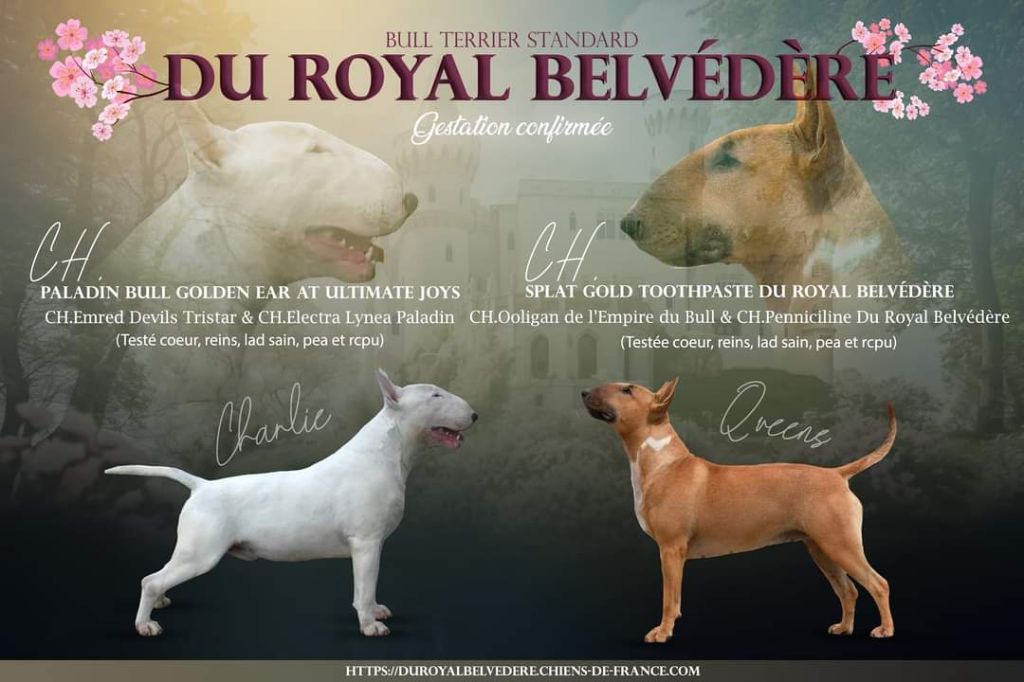 du Royal Belvédère - Chiot disponible  - Bull Terrier