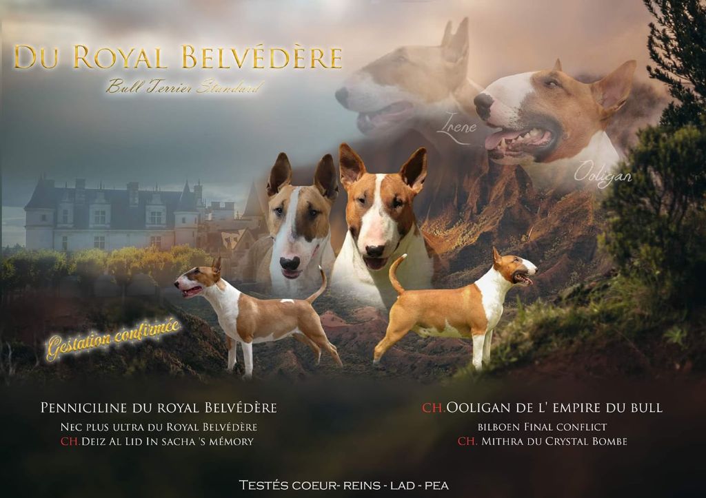 du Royal Belvédère - Bull Terrier - Portée née le 15/10/2021