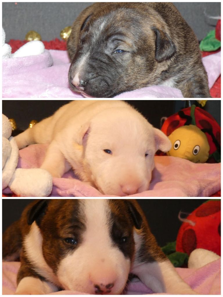 du Royal Belvédère - 3 superbes chiots bull terrier miniature lof a réserver 