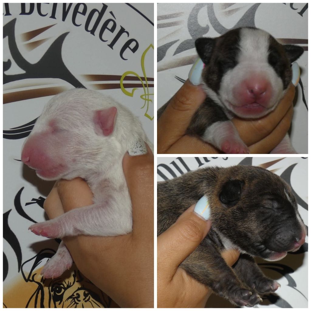 Naissance Juillet 2025 / 3 chiots 