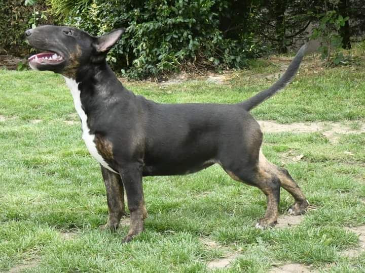 Superbe femelle retraitée d'élevage cherche une famille