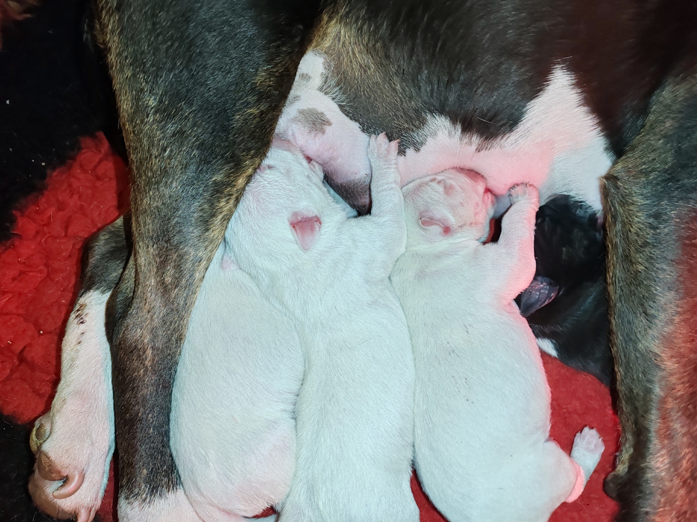 Naissance de 4 chiots bull terrier miniature ce 29/04
