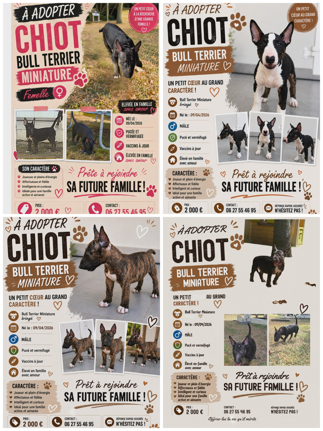 4 chiots bull terrier miniature disponibles de suite chez Boris du green lagon !