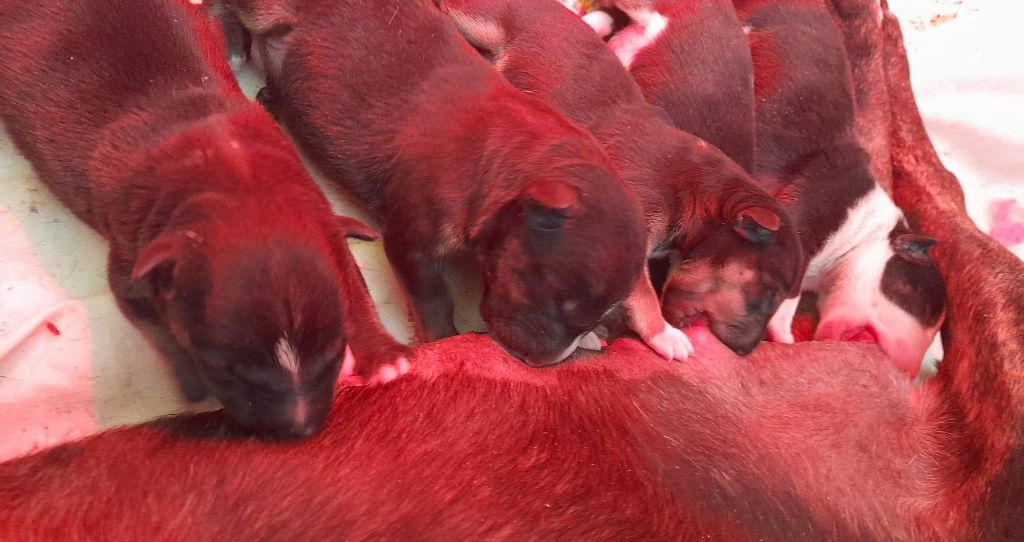 Naissance ce 03 mai 2022 de 5 superbes chiots B.T.M !