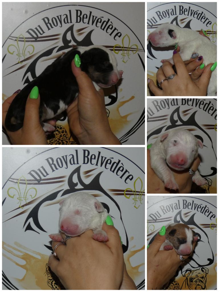 Naissance de 5 superbes chiots ce 30/10...