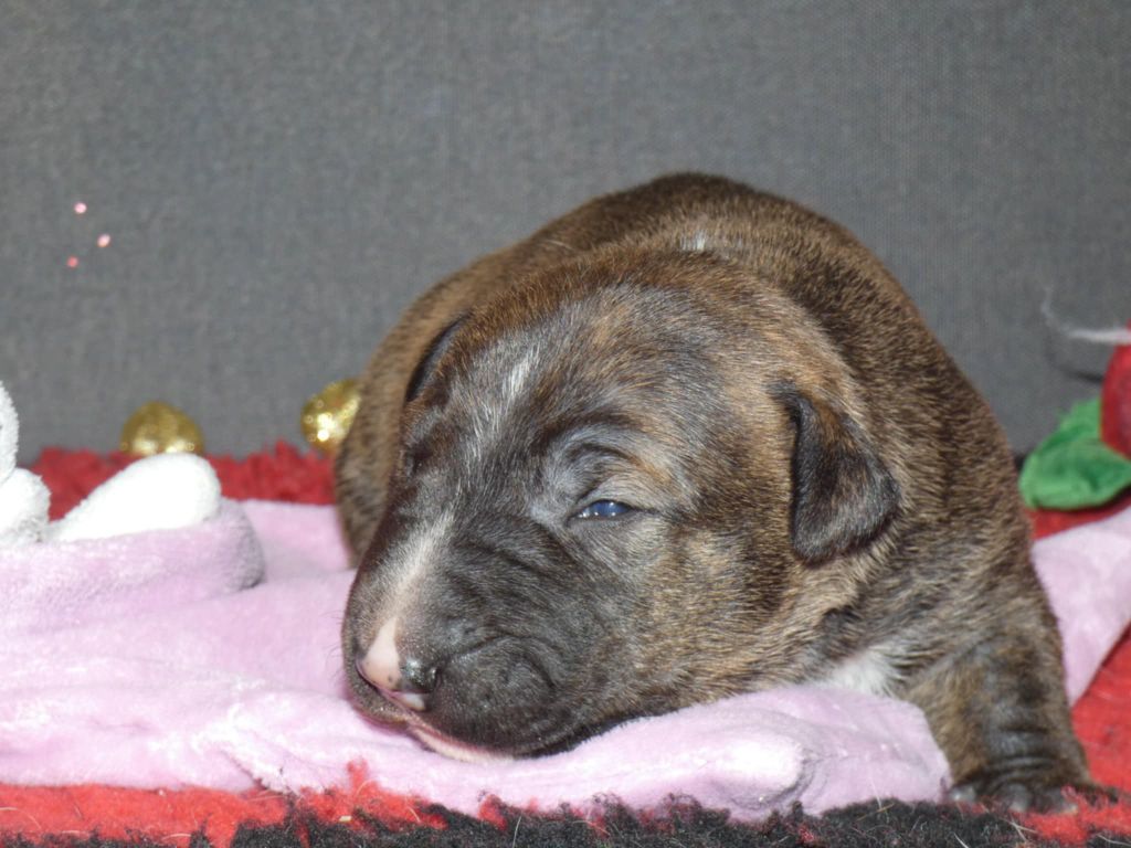 du Royal Belvédère - Chiots disponibles - Bull Terrier Miniature