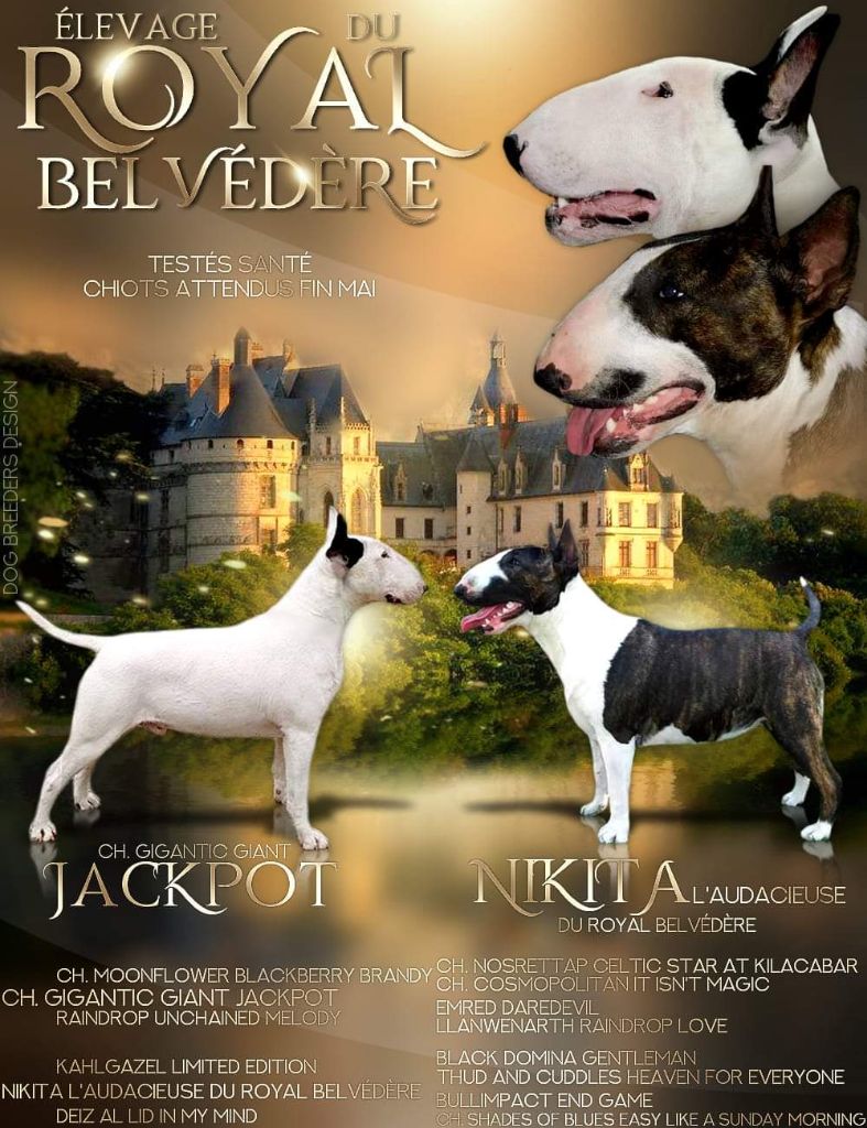 Chiot Bull Terrier du Royal Belvédère