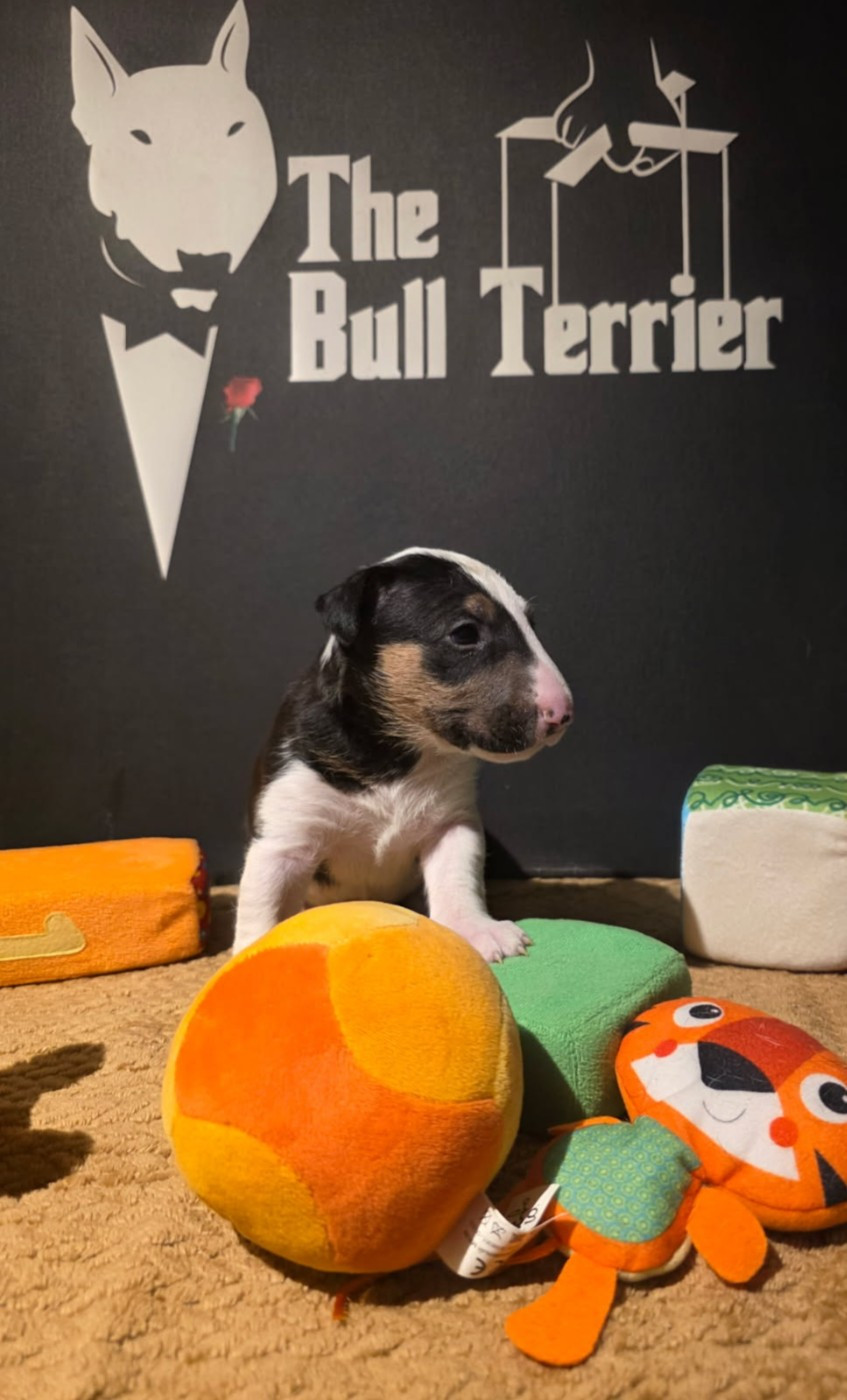 du Royal Belvédère - Chiots disponibles - Bull Terrier