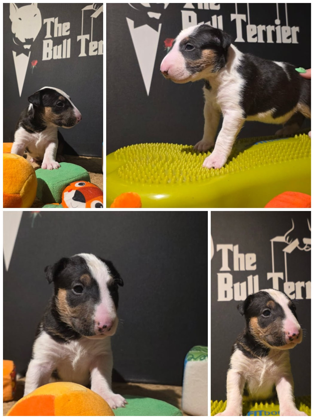 du Royal Belvédère - Chiots disponibles - Bull Terrier