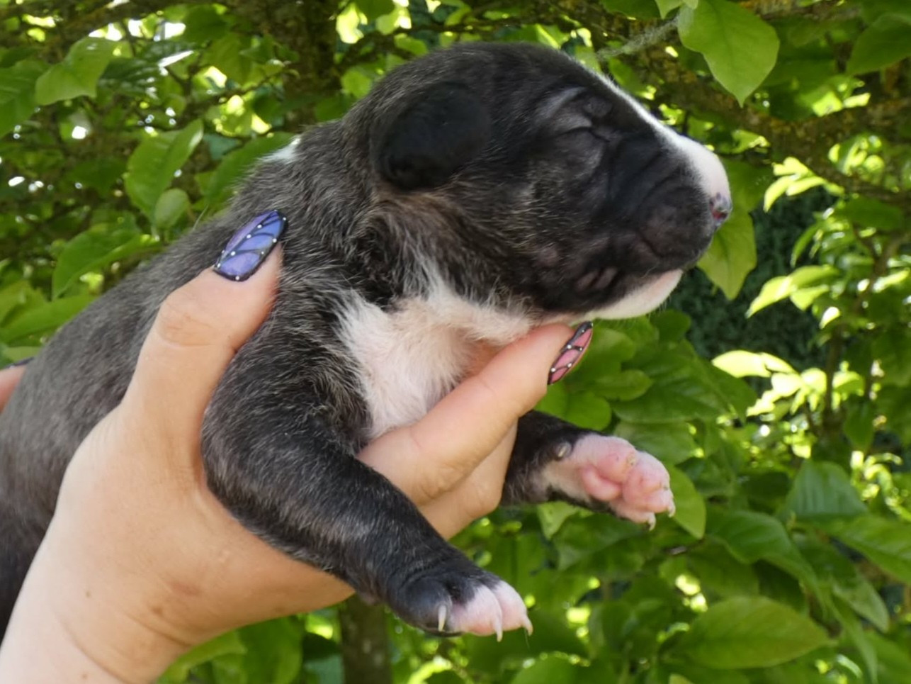 du Royal Belvédère - Chiots disponibles - Bull Terrier