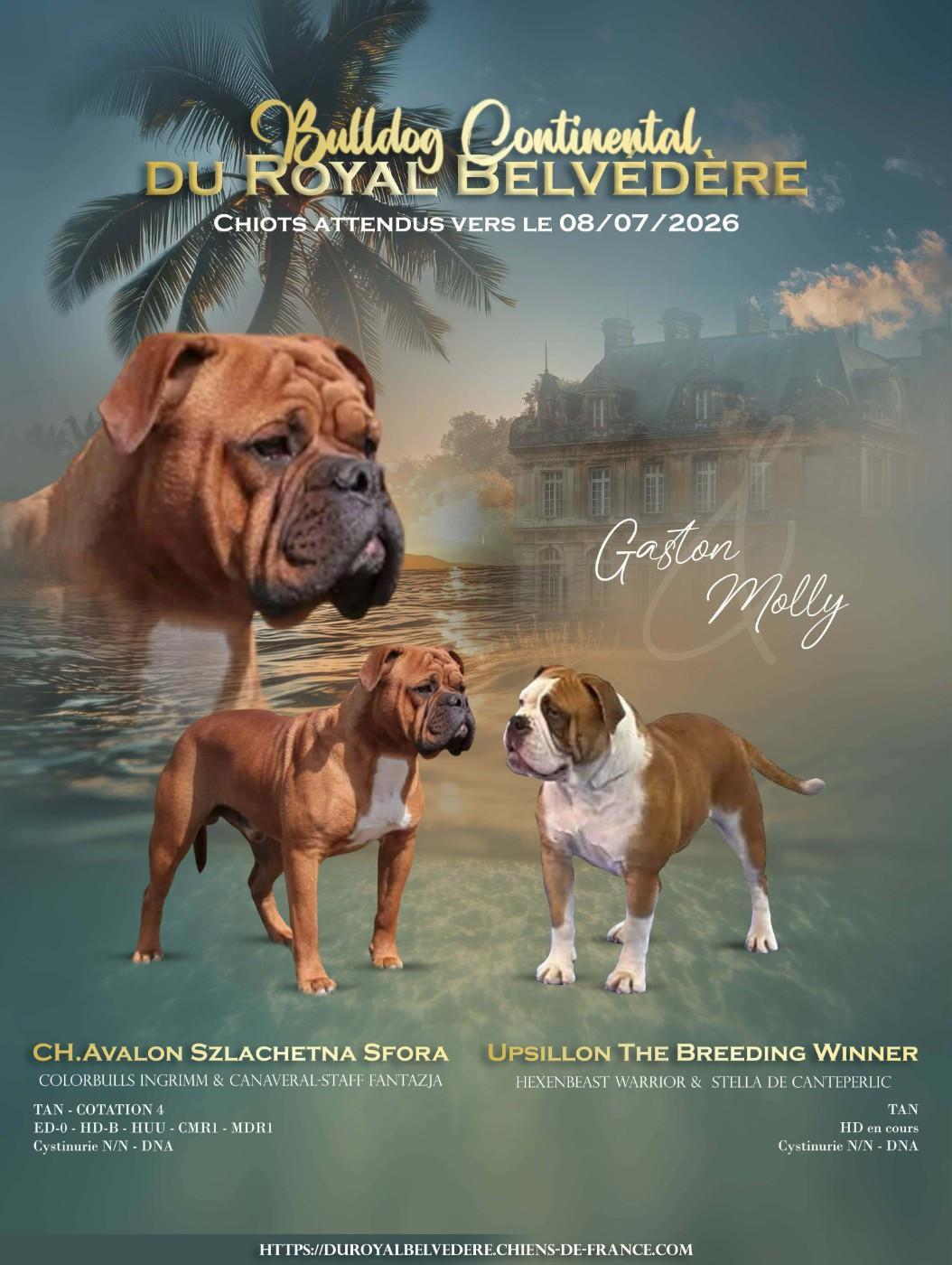 du Royal Belvédère - Bulldog continental - Portée née le 10/07/2026