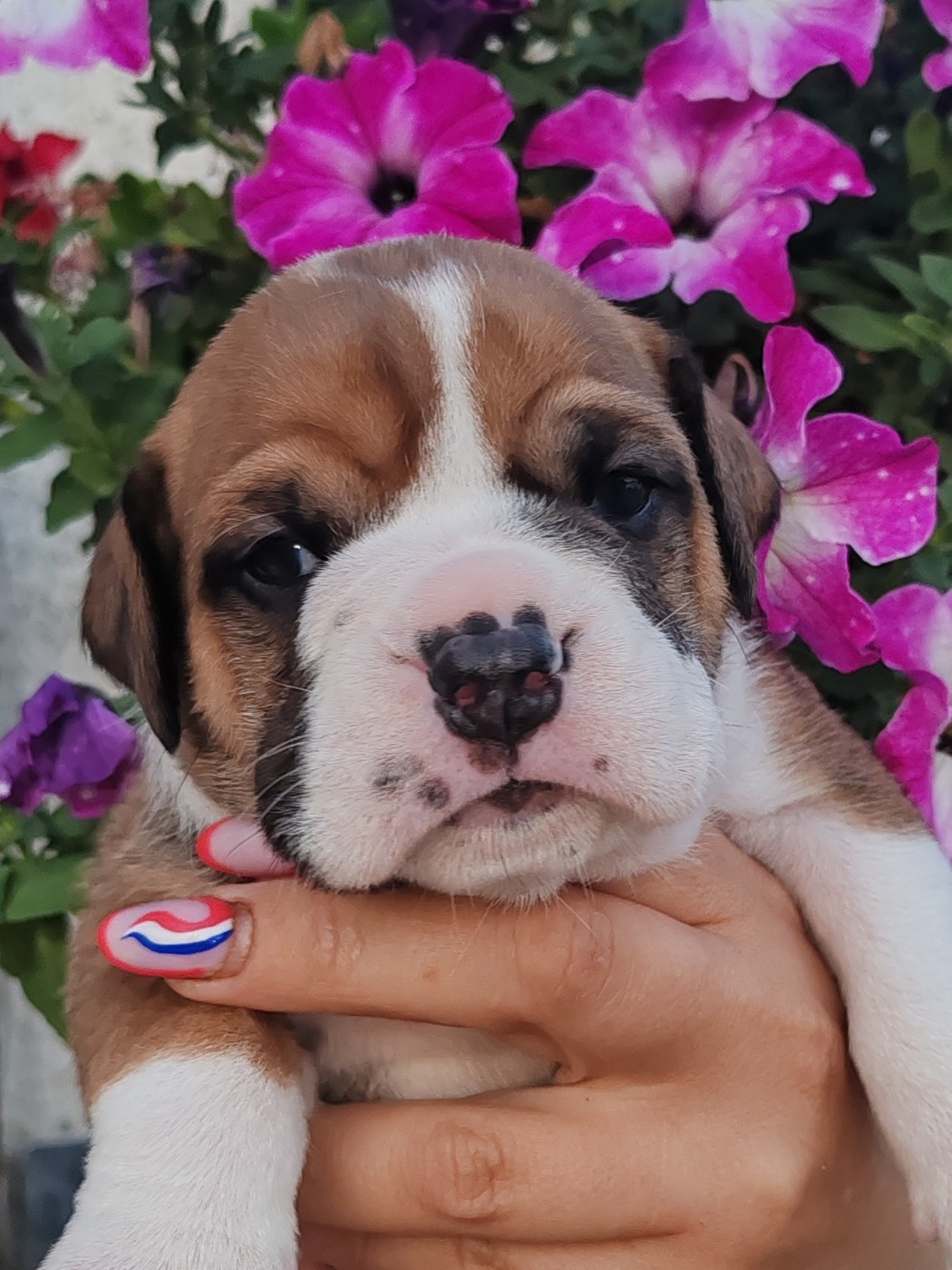 du Royal Belvédère - Chiots disponibles - Bulldog continental