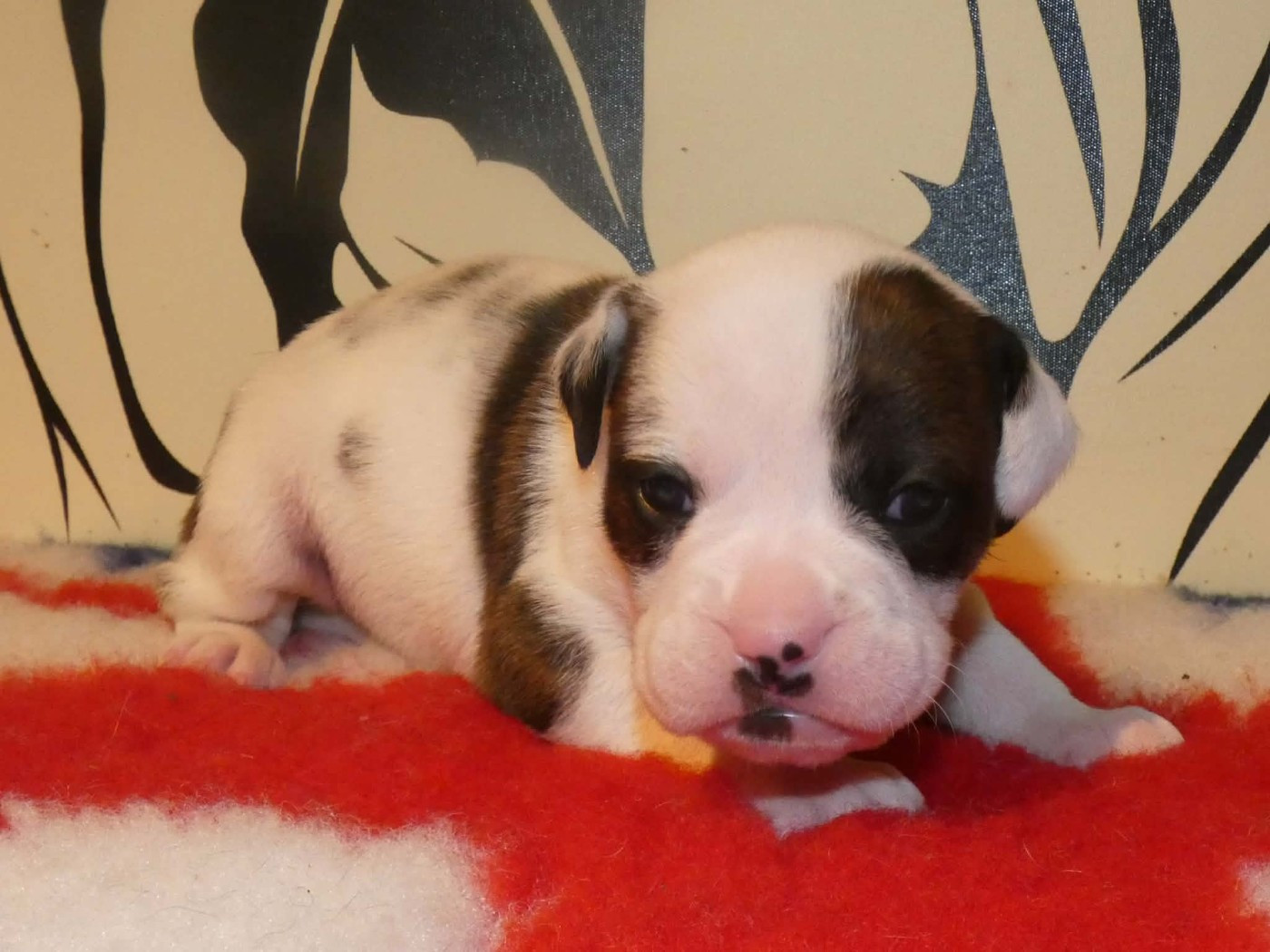 du Royal Belvédère - Chiots disponibles - Bulldog continental